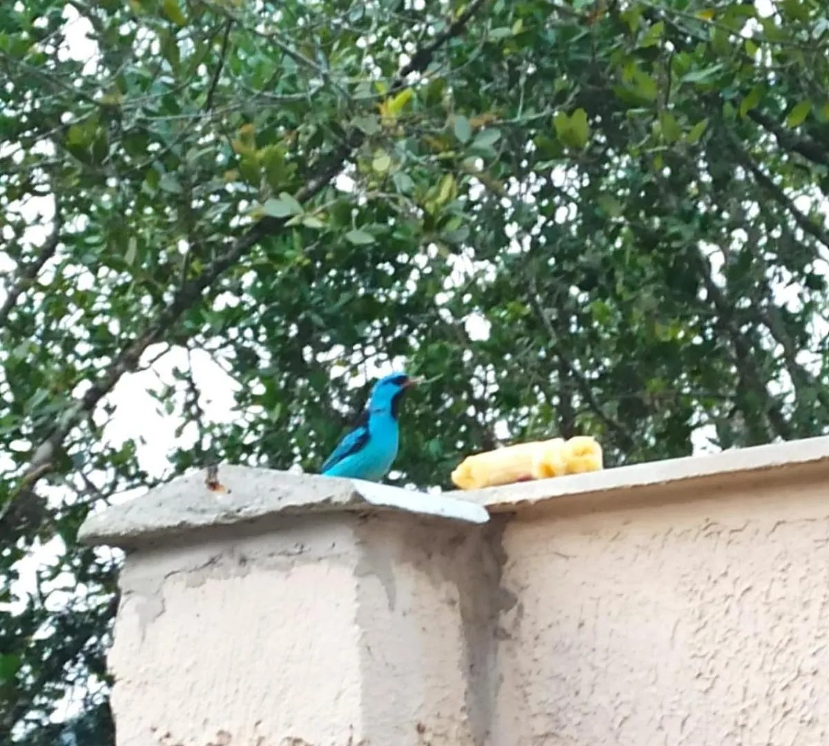Casa de Férias Casa Duplex Em Mariscal, Bombinhas Vila Brasil